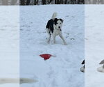 Small #26 Border Collie