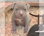 Puppy Female 1 American Bulldog