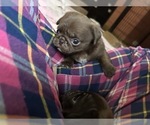Small Photo #15 Pug Puppy For Sale in BLOOMINGTON, IL, USA