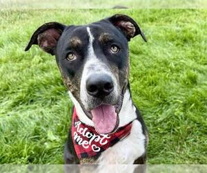 American Pit Bull Terrier-Unknown Mix Dogs for adoption in Pueblo, CO, USA