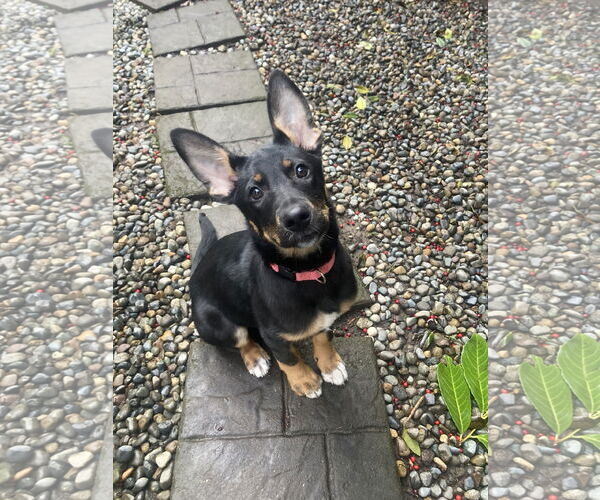 Medium Photo #18 German Shepherd Dog Puppy For Sale in Seattle, WA, USA
