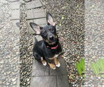 Small #17 German Shepherd Dog
