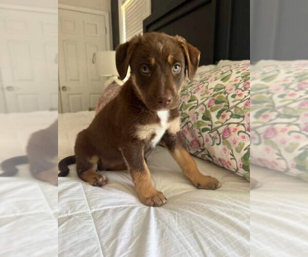 Medium Photo #1 Chocolate Labrador retriever-Unknown Mix Puppy For Sale in House Springs, MO, USA