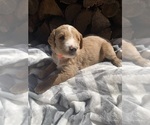 Small #1 Goldendoodle