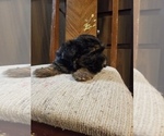 Small Photo #4 YorkiePoo Puppy For Sale in MCMINNVILLE, TN, USA
