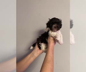 Havanese Puppy for sale in ATHENS, GA, USA