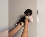 Small Photo #1 Havanese Puppy For Sale in ATHENS, GA, USA