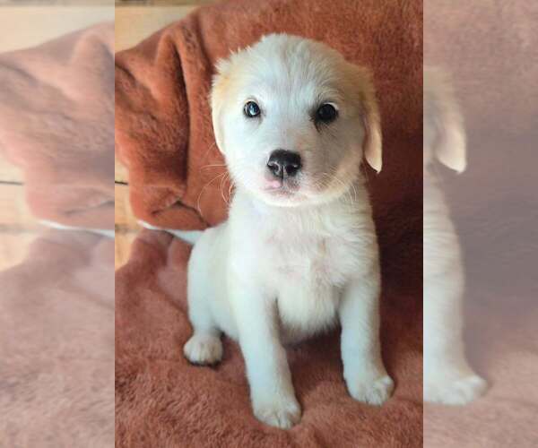 Medium Photo #2 Great Pyrenees-Unknown Mix Puppy For Sale in Brewster, NY, USA