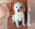 Small #1 Great Pyrenees Mix