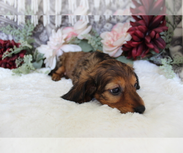 Medium Photo #11 Dachshund Puppy For Sale in SHILOH, OH, USA