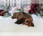 Small #10 Dachshund