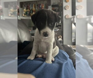 Mutt Dogs for adoption in Bellevue, WA, USA