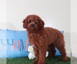 Small Goldendoodle (Miniature)