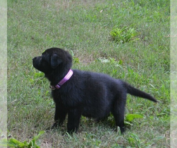 Medium Photo #8 German Shepherd Dog Puppy For Sale in POWDER SPRINGS, GA, USA