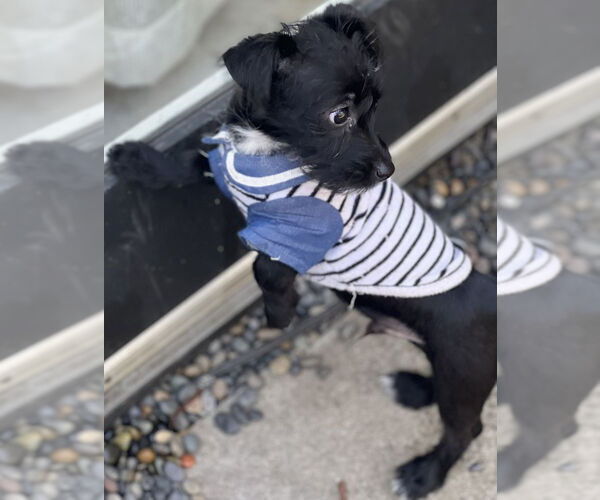 Medium Photo #2 Mutt Puppy For Sale in Dana Point, CA, USA