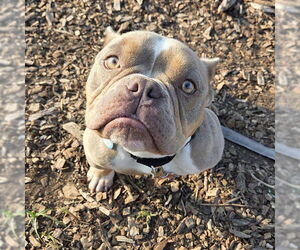Bulldog-Unknown Mix Dogs for adoption in Waterford, VA, USA
