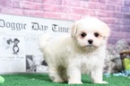 Small Photo #5 Maltese Puppy For Sale in BEL AIR, MD, USA