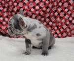 Small Photo #10 French Bulldog Puppy For Sale in BLAKESBURG, IA, USA