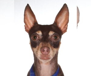 Chihuahua Dogs for adoption in Oakland Park, FL, USA