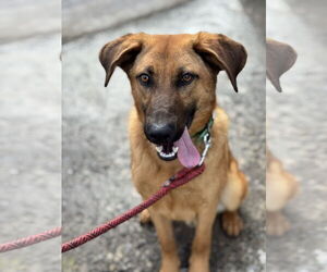 Mutt Dogs for adoption in Hinton, WV, USA