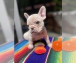 Puppy Jasper Faux Frenchbo Bulldog