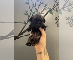 Small Photo #2 Pug Puppy For Sale in FALMOUTH, VA, USA