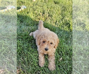 Double Doodle Puppy for sale in JERSEYVILLE, IL, USA