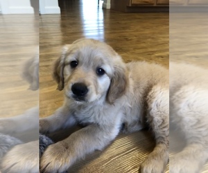 Golden Retriever Puppy for sale in SHAW A F B, SC, USA