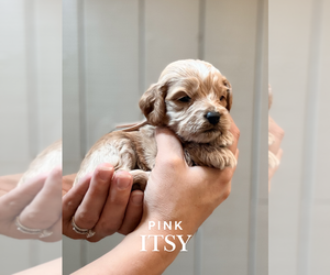Cock-A-Poo Puppy for sale in TRINITY, NC, USA