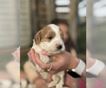 Small Photo #21 Goldendoodle (Miniature) Puppy For Sale in FREDERICA, DE, USA