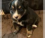 Small Photo #4 Miniature Australian Shepherd Puppy For Sale in BETHANY, IL, USA