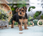 Small #2 Shorkie Tzu