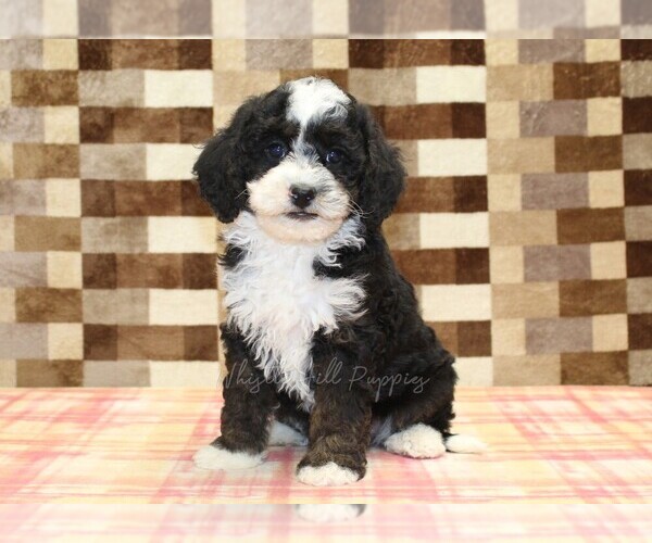 Medium Photo #1 Bernedoodle (Miniature)-Cavapoo (Miniature) Mix Puppy For Sale in DENVER, PA, USA