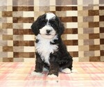 Jacob - Male Bernedoodle (Miniature)-Cavapoo (Miniature) Mix Puppy for Sale - Small photo