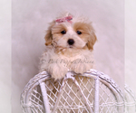 Small Photo #105 Maltipoo (Toy) Puppy For Sale in WARSAW, IN, USA