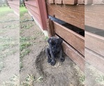 Small #9 Cane Corso
