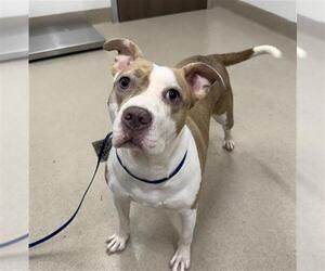 American Pit Bull Terrier Dogs for adoption in Baytown, TX, USA