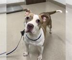 Small American Pit Bull Terrier