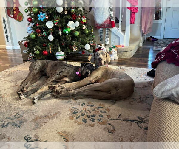 Medium Photo #4 Great Dane Puppy For Sale in Bullard, TX, USA