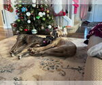 Small #3 Great Dane