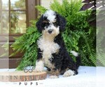 Small #1 Bernedoodle (Miniature)