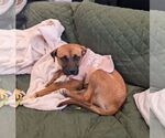 Small #11 Mutt