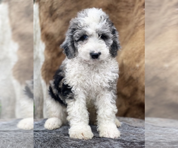 Medium Photo #7 F2 Aussiedoodle Puppy For Sale in WESLEY CHAPEL, FL, USA