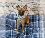 Small Photo #4 Chihuahua-Unknown Mix Puppy For Sale in Kennesaw, GA, USA