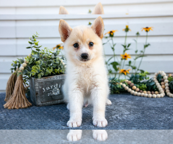 Medium Photo #2 Pomsky Puppy For Sale in ELIZABETHTOWN, PA, USA