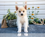 Small Photo #2 Pomsky Puppy For Sale in ELIZABETHTOWN, PA, USA