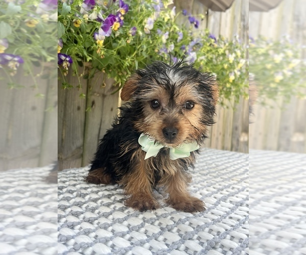 Medium Photo #2 Yorkshire Terrier Puppy For Sale in INDIANAPOLIS, IN, USA
