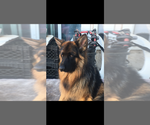 Small #7 German Shepherd Dog