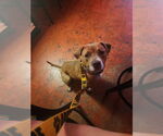 Small #7 Boxador