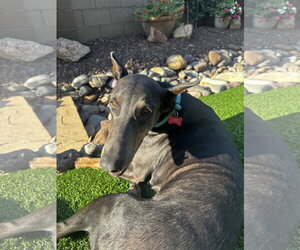 Diamond - Female Doberman Pinscher Dog for Adoption - Photo #15